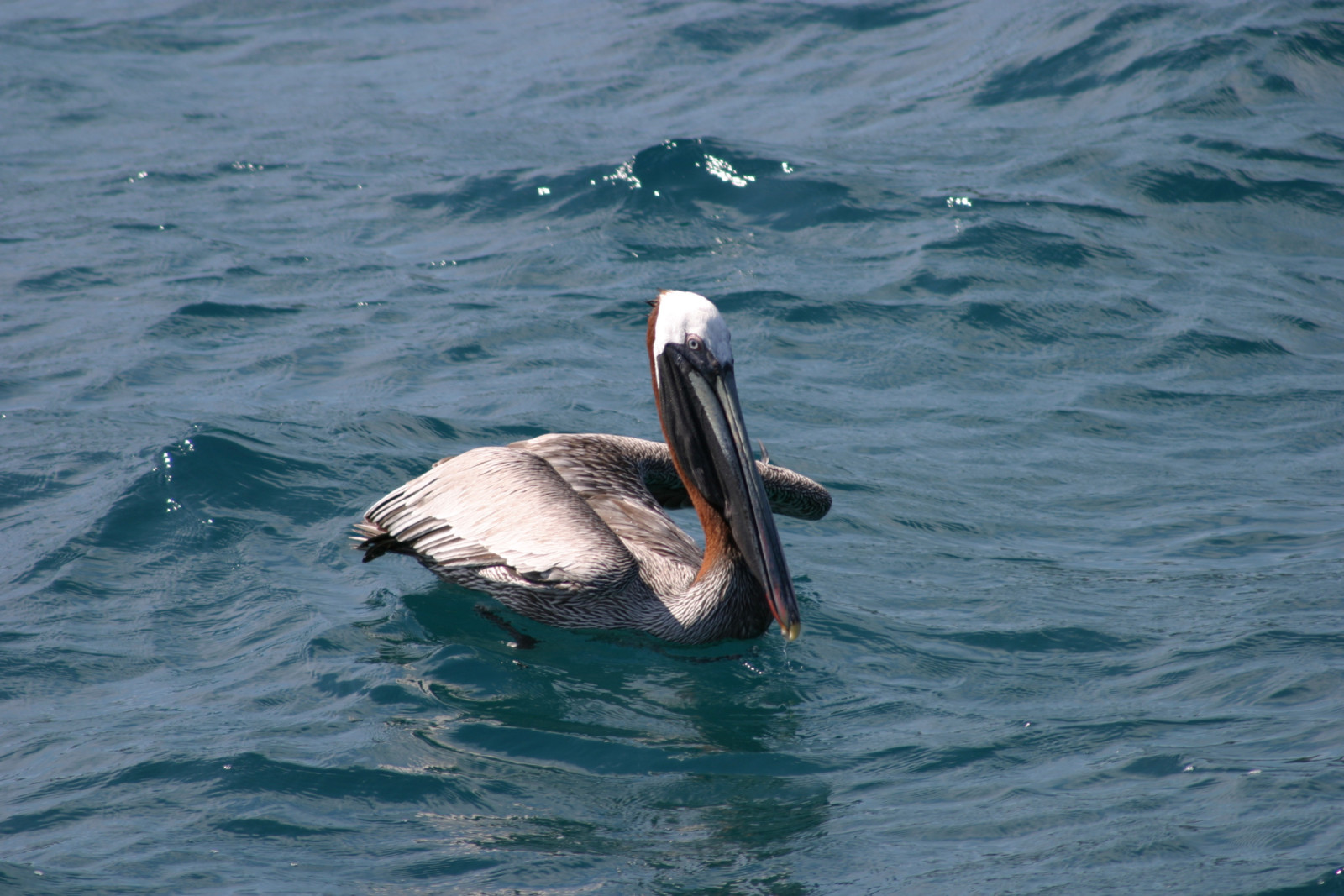 image Galapagos Brown Pelican